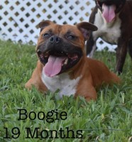 Big Easy Staffordshire Bull Terriers Staffordshire Bull Terrier breeder