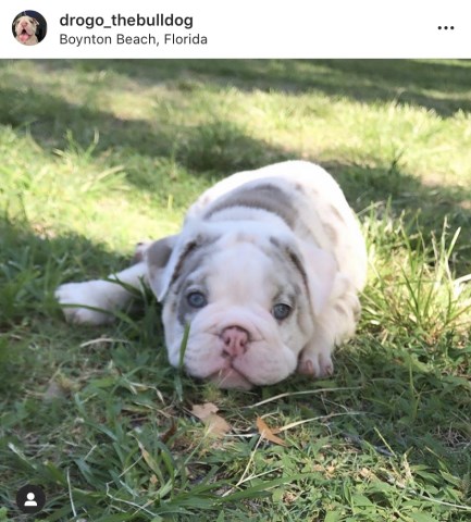 English Bulldog Breeder 27658