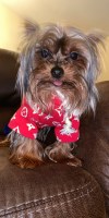 Meagan Williams - Yorkshire Terrier Stud