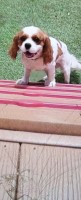 Mikaela Benavides - Cavalier King Charles Spaniel Stud