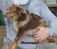 Smith Farm Miniature Australian Shepherd breeder