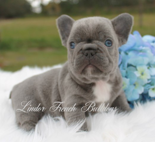 Lindor French Bulldogs