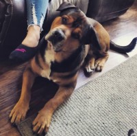 Jen Pritchard - Rottweiler Stud