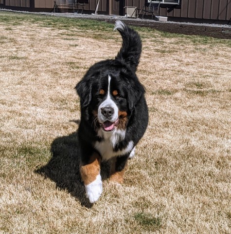 Bernese Mountain Dog Stud 29075