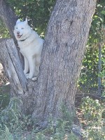 Arwood Enterprises Ltd