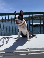 Elyssa - Boston Terrier Stud