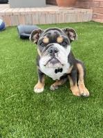 Holly Palomares - English Bulldog Stud