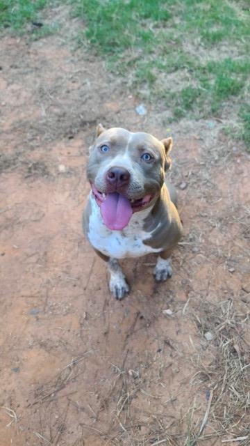 American Pit Bull Terrier Stud 31531