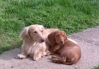 Akc Miniature Dachshund Puppies For Sale In Elizabethtown