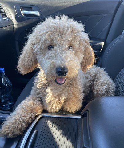 DeBerrys Doodles LLC