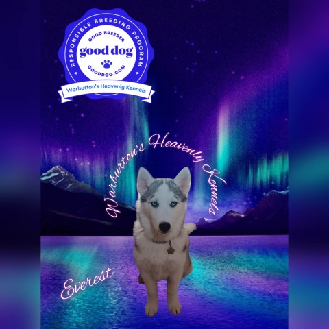 Siberian Husky Breeder 31773