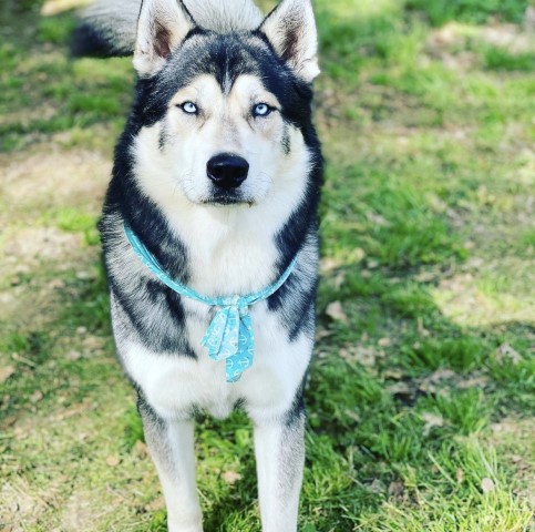 Siberian Husky Stud 30072