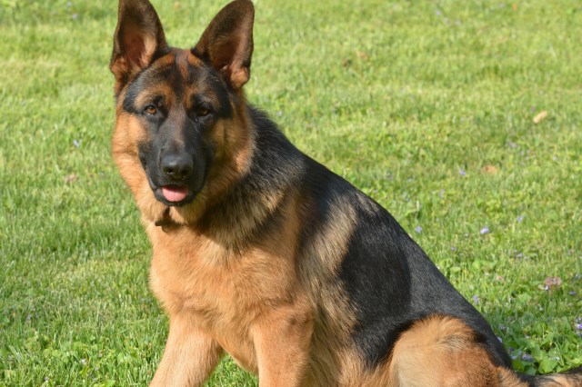 German Shepherd Dog Stud 27592