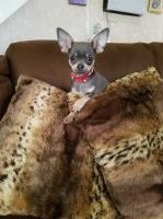 Maryana - Chihuahua Stud