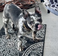 Cody and Chelesy - French Bulldog Stud