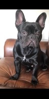 Gina Lee - French Bulldog Stud