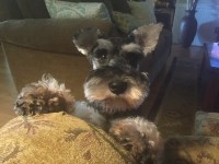 Jerry/Pam Faile - Miniature Schnauzer Stud