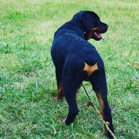 Rottweiler Stud 31443