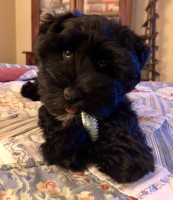 Lonesome Dove Miniature Schnauzers Miniature Schnauzer breeder