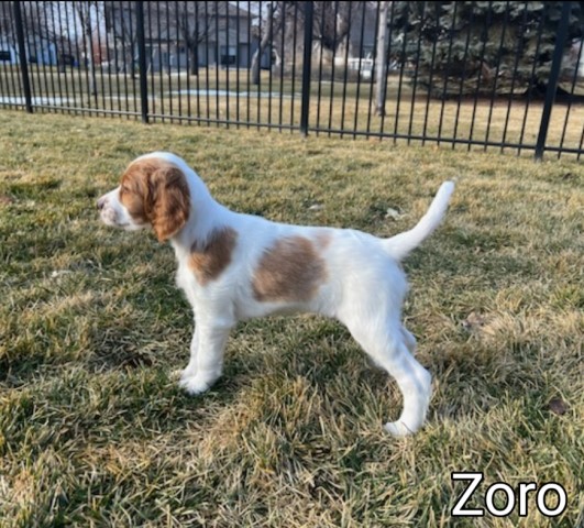 Irish Red And White Setter Breeder 9189