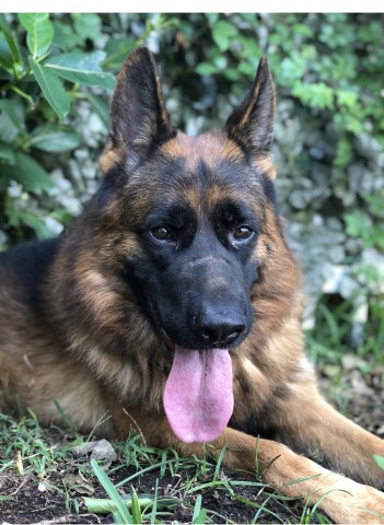 Imported German Shepherd stud