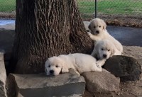 Blackpool Golden Retriever breeder
