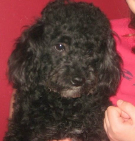 Oodles of Schnoodles