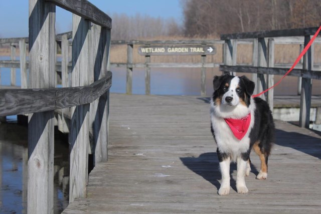 Australian Shepherd Dog Stud 26595