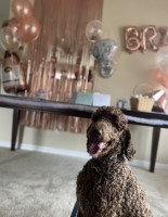 Elijah M. - Poodle Standard Stud