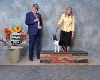 VanGogh bostons Boston Terrier breeder