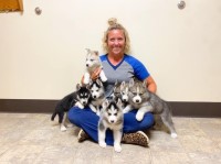 Brooklyn - Siberian Husky Stud