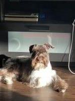 Desirae - Miniature Schnauzer Stud