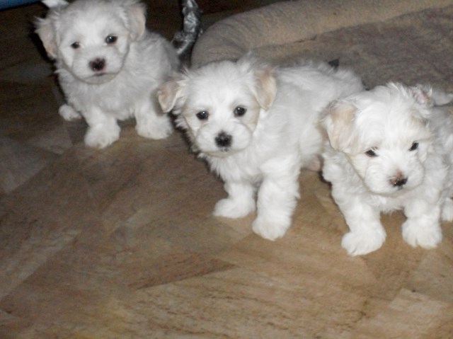 Maltese Breeder 26396