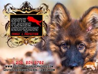 South Florida German Shepherds German Shepherd Dog breeder