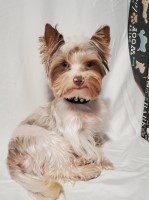 Tia Keys - Yorkshire Terrier Stud