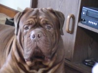 Dogue De Bordeaux thumbnail