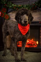 Thomas Downey - Poodle Standard Stud