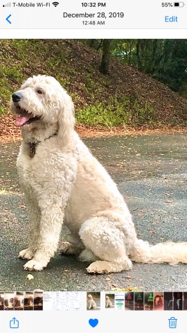 Goldendoodle Stud 28036