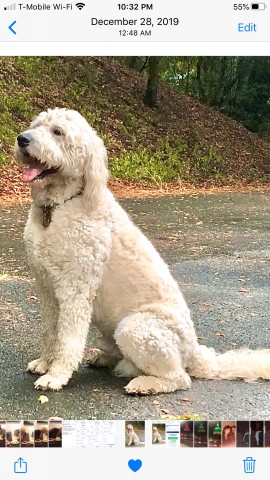 Goldendoodle Stud 28036