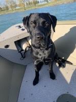 Samantha Nadolski - Labrador Retriever Stud