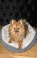 Daniela - Pomeranian Stud