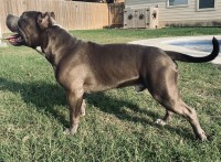 American Bulldog thumbnail
