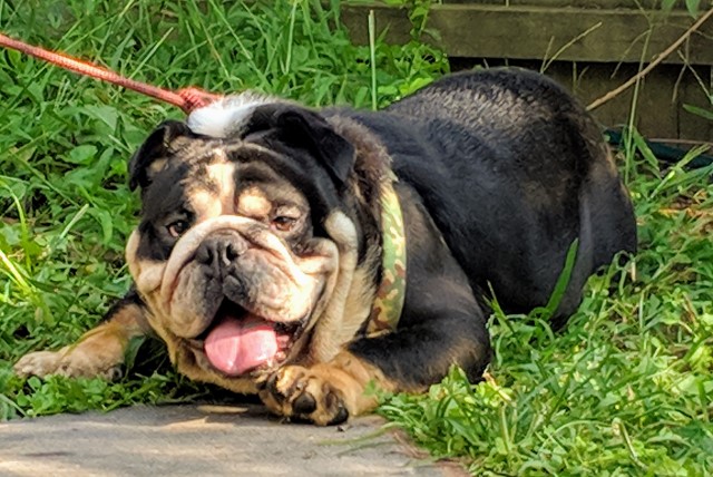 English bulldog pets