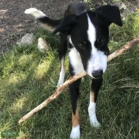 Chad - Border Collie Stud