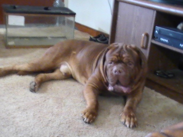 Dogue De Bordeaux Stud 29352