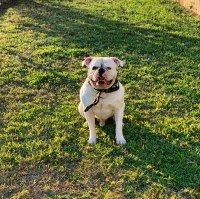 James Richardson - American Bulldog Stud