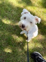 Nicole Harris - Miniature Schnauzer Stud