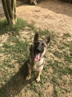 Hunter’s Shepherds