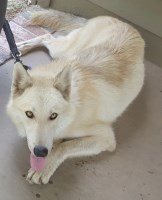 Chrystal - Siberian Husky Stud