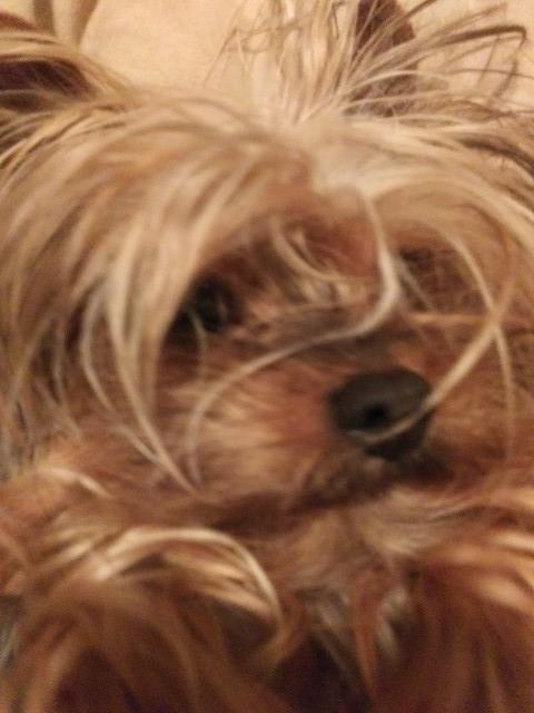 Yorkshire Terrier Stud 28016